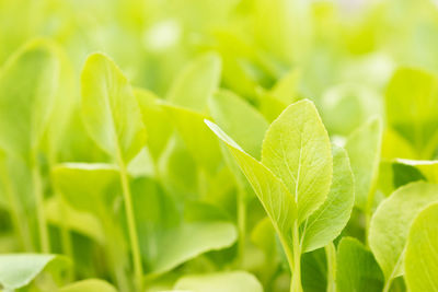 Close-up of green leaves on field