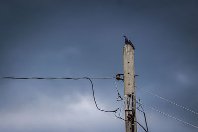 Low angle view of bird perching on wooden post