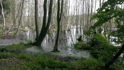 Trees in forest