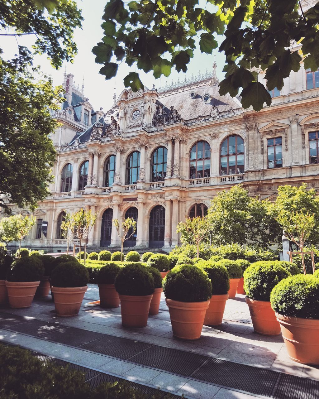 POTTED PLANTS IN YARD AGAINST BUILDING