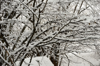 Full frame shot of snow covered tree