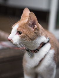 Close-up of a cat looking away