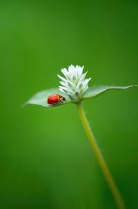 Close-up of ladybug on poppy flower