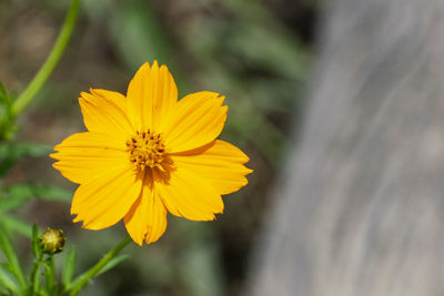 Close-up of yellow cosmos flower