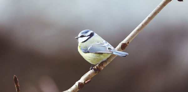 Close-up of bird perching on branch