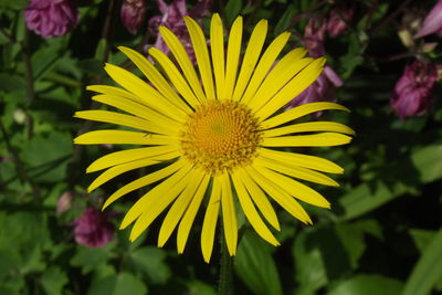 Close-up of yellow flowering plant