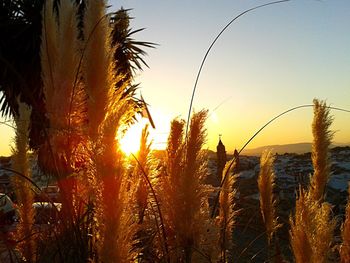 Close-up of silhouette plants against sky during sunset