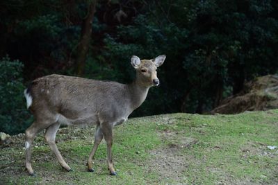 Full length of a fawn