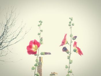 Close-up of pink flowers against clear sky