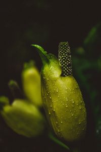 Close-up of wet plant against black background