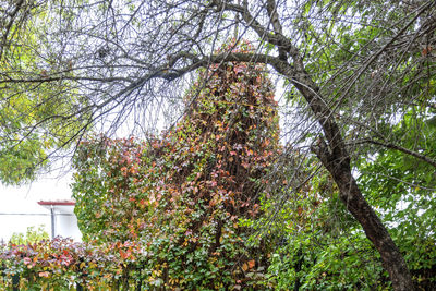 Low angle view of flowering tree during autumn