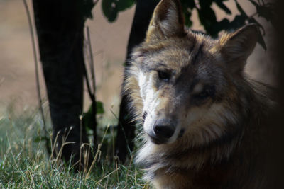 Close-up of dog on field