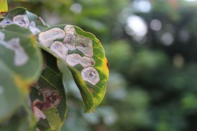 Close-up of green leaves on plant