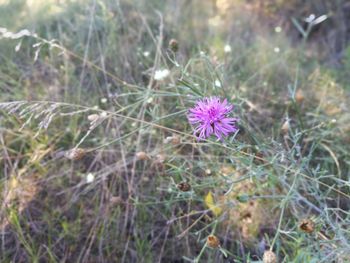 Close-up of purple flowers blooming outdoors