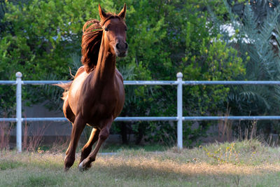 Horse standing in ranch