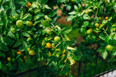 Close-up of fruits growing on tree