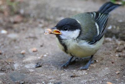 Close-up of bird