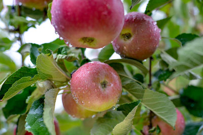 Close-up of apple growing on plant