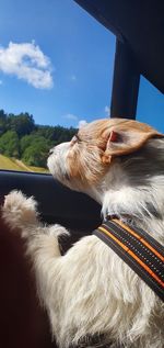 Dog in car window