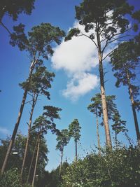 Low angle view of pine trees against sky