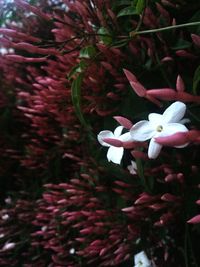 Close-up of pink flowers