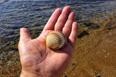 Close-up of hand holding seashell