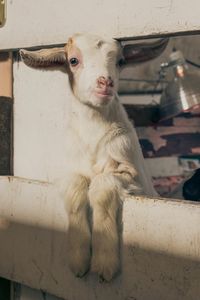 Kid goat leaning on fence