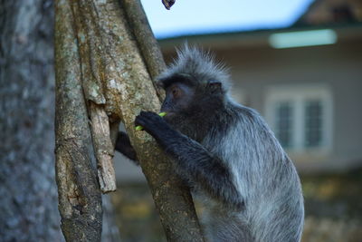 Close-up of monkey on tree trunk