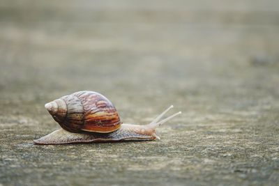 Close-up of snail