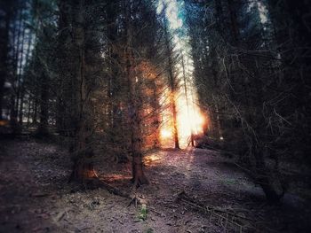 Trees in forest