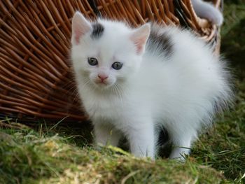 Portrait of white cat relaxing on field