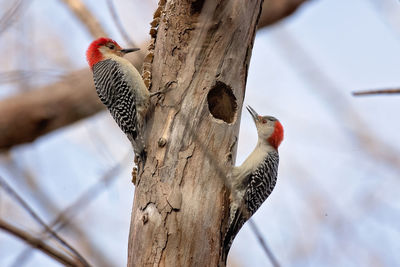 Low angle view of woodpeckers perching on tree