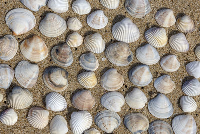 Beautiful stacked on sand shell marine clams