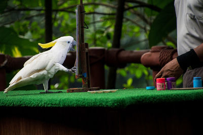 Bird perching on hand