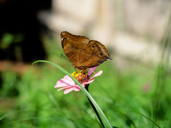 Close-up of butterfly pollinating on flower