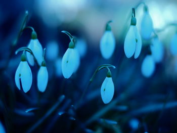 Close-up of blue flowering plants