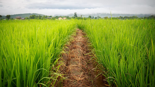 Scenic view of agricultural field against sky