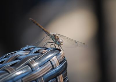 Close-up of dragonfly