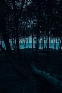 Trees on field in forest against sky at dusk