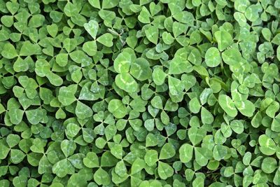 Full frame shot of green leaves