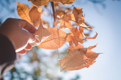 Close-up of hand holding maple leaves during autumn