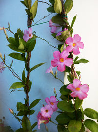 Close-up of pink flowers growing on plant