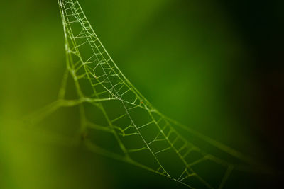 Close-up of insect on spider web