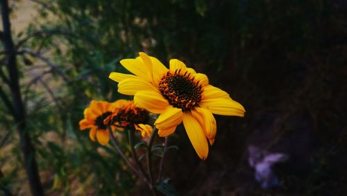 Close-up of yellow flower blooming outdoors