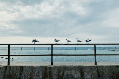 Seagulls at cronulla 