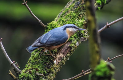 Close-up of bird perching on tree