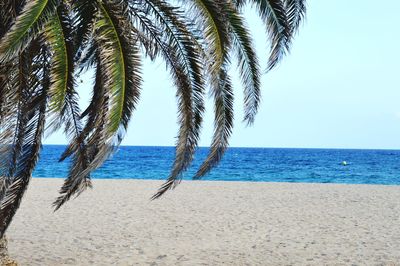 Palm trees on beach against clear sky