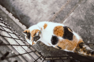High angle view of cat