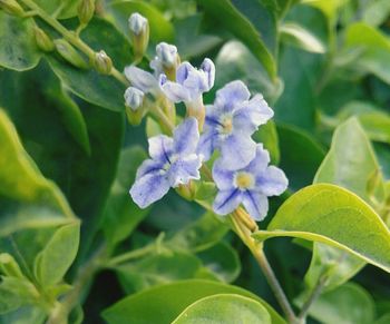 Close-up of purple flowers blooming outdoors