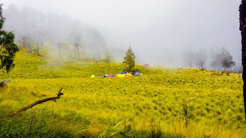 Scenic view of field against sky